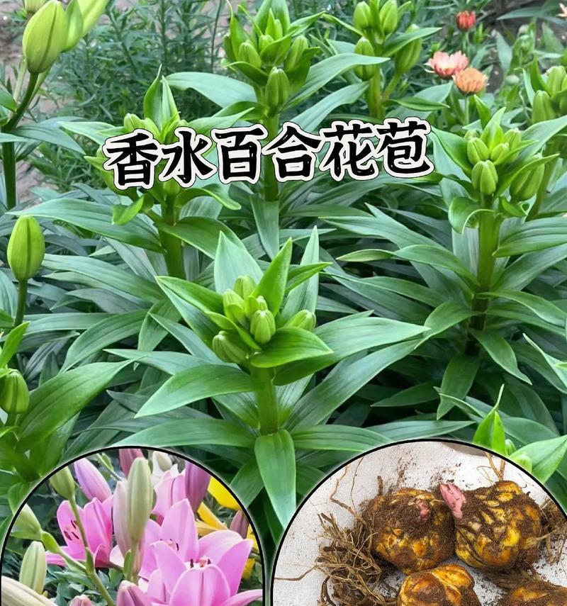 大棚鲜切百合种植时间是多少？种植百合的步骤和注意事项有哪些？