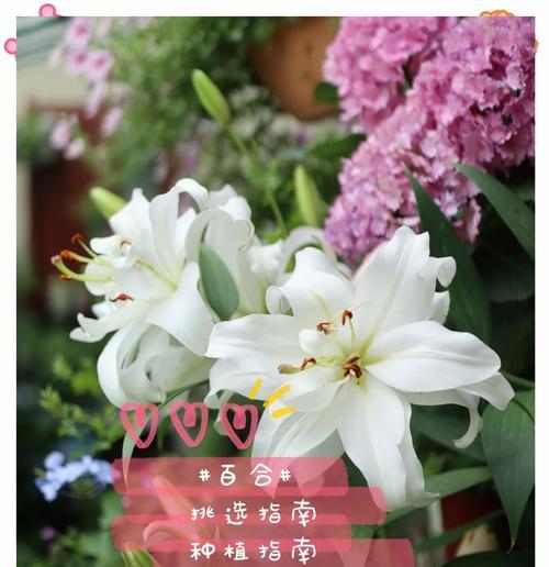 大棚鲜切百合种植时间是多少？种植百合的步骤和注意事项有哪些？