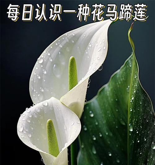马蹄莲的花语有哪些负面影响？它通常在什么场合使用？