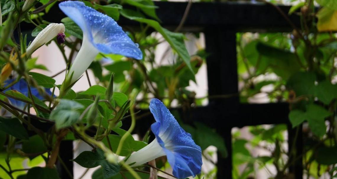 攀藤植物的种类有哪些？攀藤植物的养护技巧是什么？