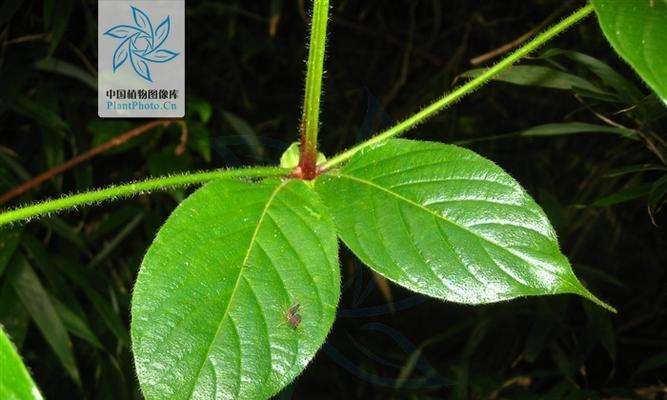 攀藤植物的种类有哪些？攀藤植物的养护技巧是什么？