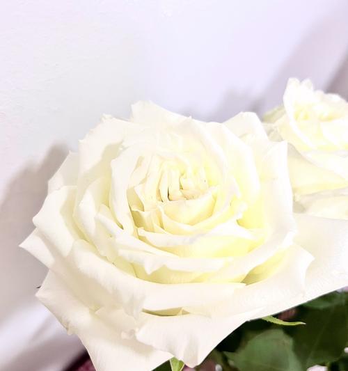 房间内挂百合花有何寓意？它对环境有何影响？