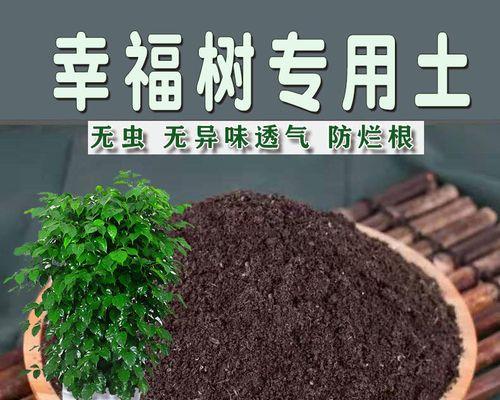 盆栽植物应该使用哪种营养土？哪种营养土最适合？