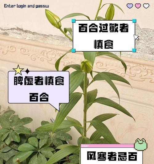 网络用语中百合加松针的含义是什么？