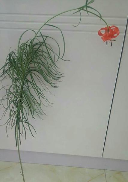 网络用语中百合加松针的含义是什么？