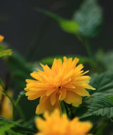 哪些花卉偏黄色系？它们的养护要点是什么？