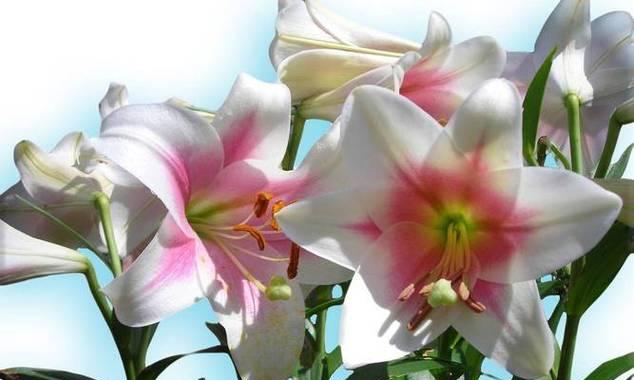 空谷百合花的寓意是什么？它在花语中象征着什么？