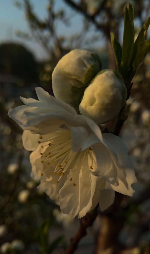 代表青楼的花卉是什么植物？它的文化含义是什么？