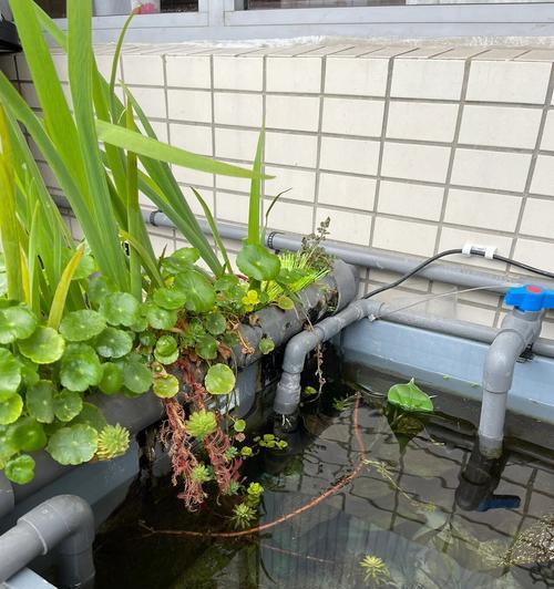 泡在泥水的植物有哪些？它们的生长环境有何特殊性？