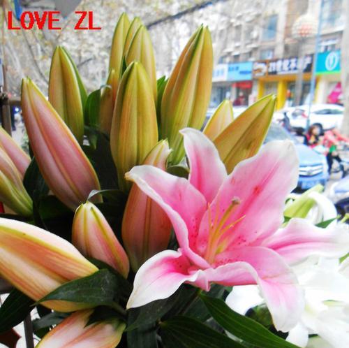 百合花束朝霞的寓意是什么？朝霞百合花束有何特别含义？