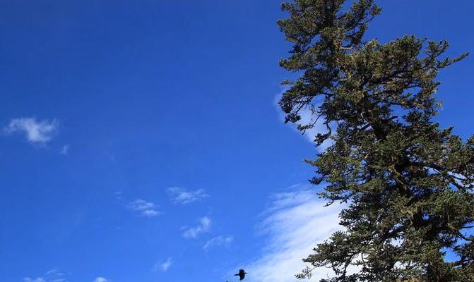 香巴拉史前植物种类有哪些？它们的生存环境是怎样的？