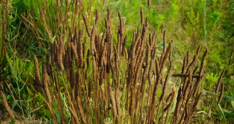6月份适合种植哪些植物？