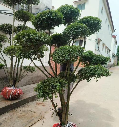 6月份适合种植哪些植物？