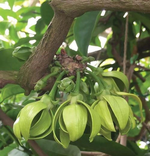 6月份适合种植哪些植物？