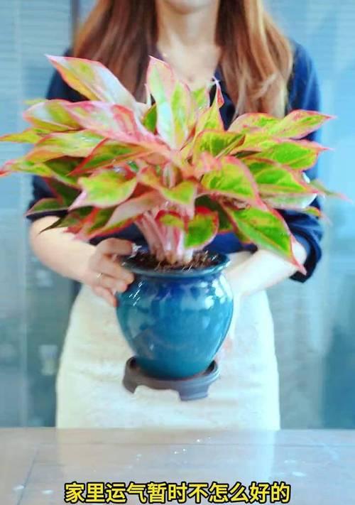 万年红适合什么肥料用于花卉？消杀花卉小飞虫的方法是什么？