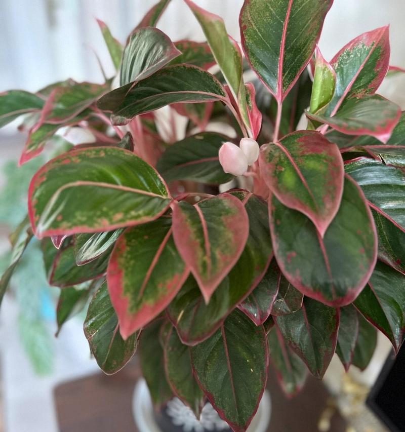 万年红适合什么肥料用于花卉？消杀花卉小飞虫的方法是什么？