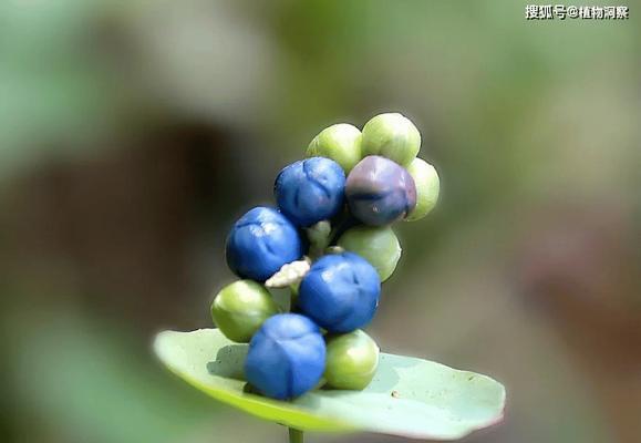 植物大肠的味道如何描述？它在植物界有何作用？