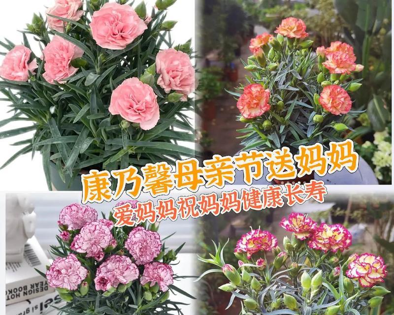 送康乃馨给对象妈妈有何深意？