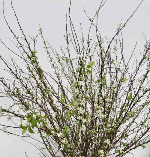 雪柳干枝花卉绿植有哪些？它们的养护方法是什么？