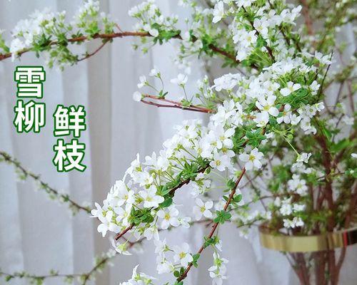 雪柳干枝花卉绿植有哪些？它们的养护方法是什么？