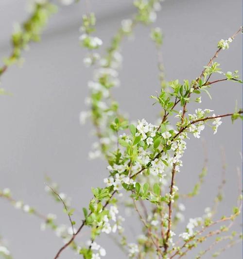 雪柳干枝花卉绿植有哪些？它们的养护方法是什么？