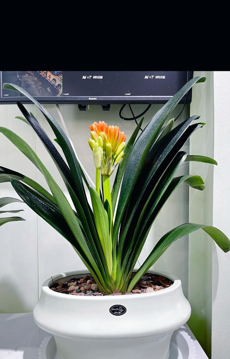 哪种花代表高贵的花语？