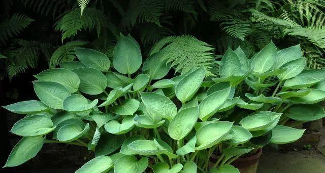 植物长叶子要多久才能开花？植物生长周期是怎样的？