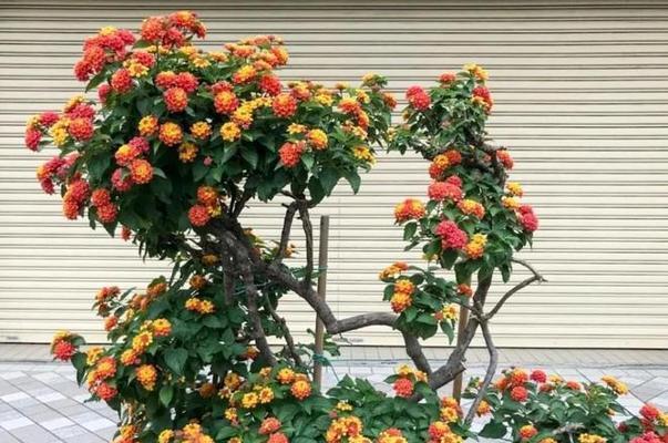 夏季南方花卉的养护措施有哪些？如何应对高温高湿环境？
