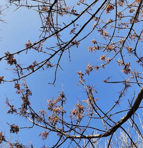 给花卉遮阴的树有哪些？选择遮阴树的标准是什么？