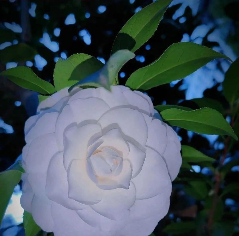 白山茶玫瑰花代表什么含义？白山茶玫瑰花的象征意义是什么？