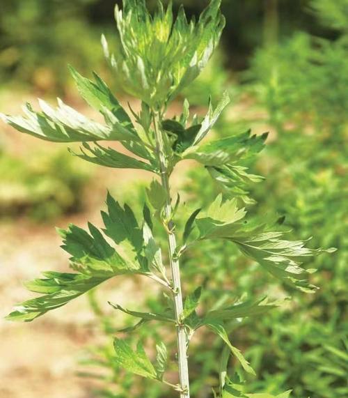 如何描述艾草植物的样子？艾草植物有哪些特征？