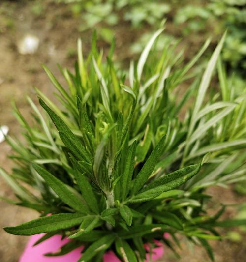 如何描述艾草植物的样子？艾草植物有哪些特征？