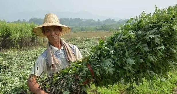如何描述艾草植物的样子？艾草植物有哪些特征？