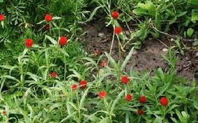 一年生花卉的特点是什么？如何正确种植和养护一年生花卉？