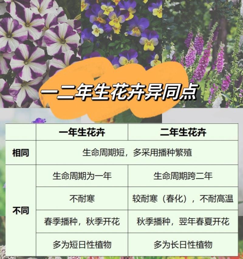 一年生花卉的特点是什么？如何正确种植和养护一年生花卉？