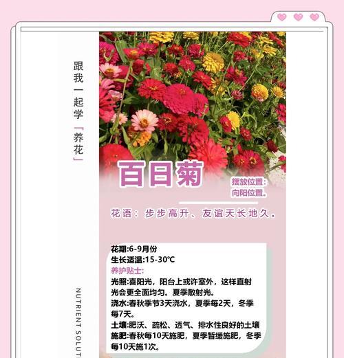 一年生花卉的特点是什么？如何正确种植和养护一年生花卉？