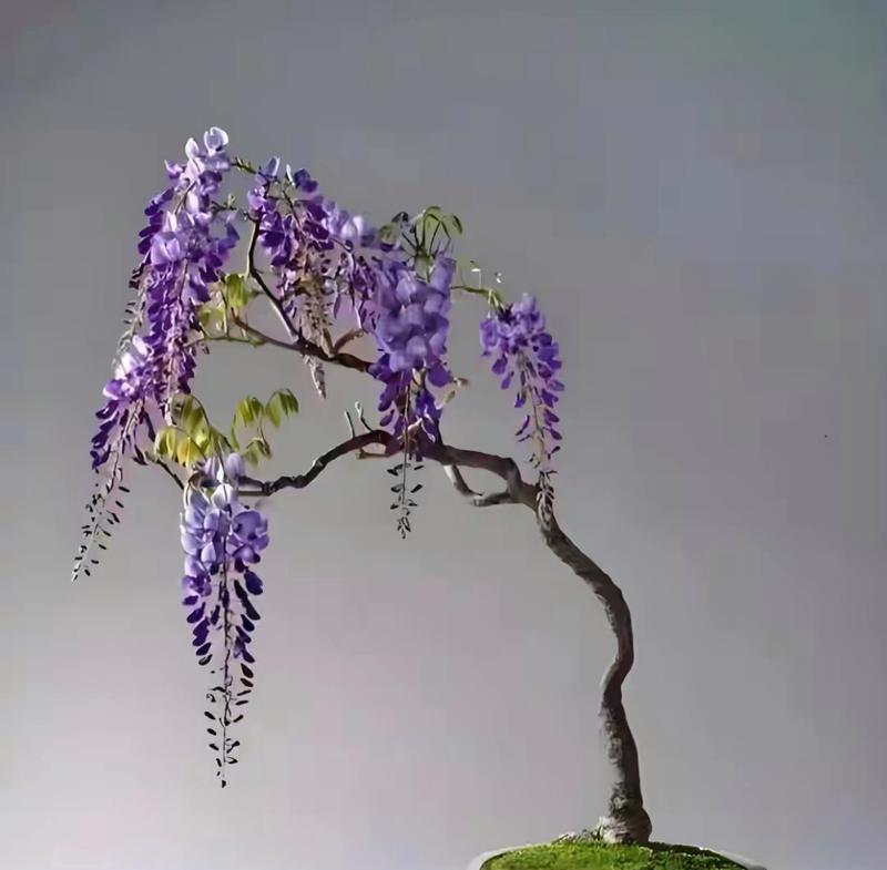 白色盆栽适合种植哪些花卉？白色盆栽的搭配技巧是什么？