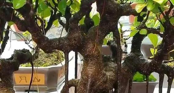 花卉水黄现象如何判断？花卉水黄的常见原因有哪些？