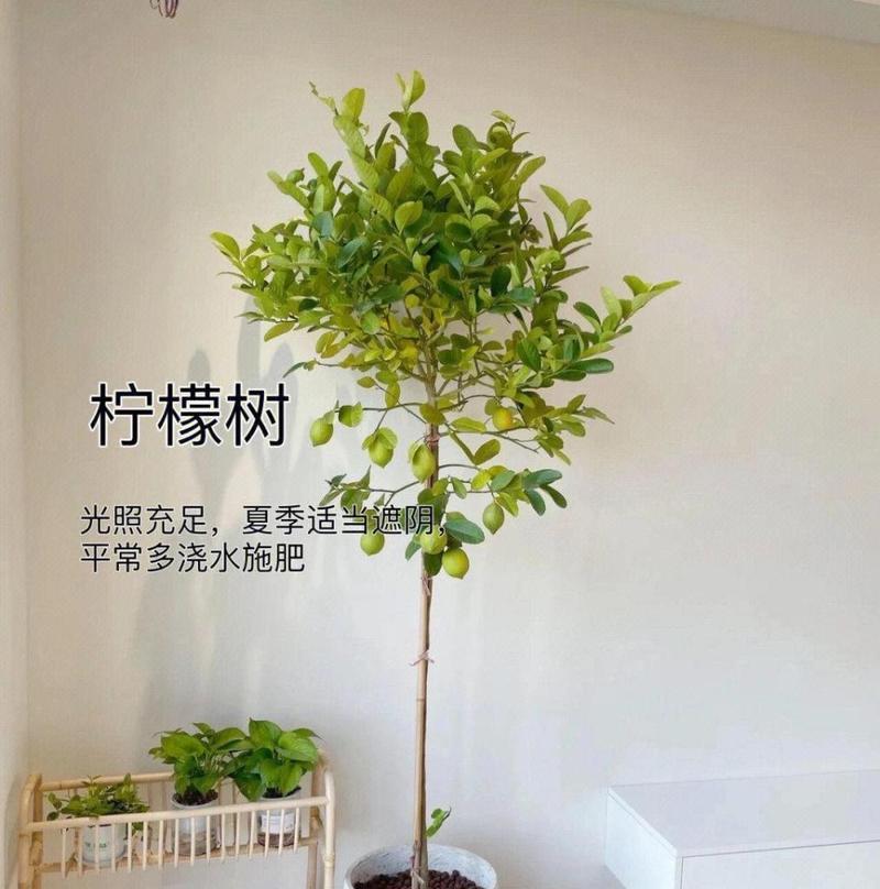 家庭种植哪些植物最为合适？