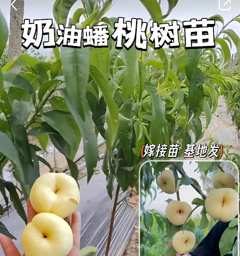 北方大仙桃树苗的养护技巧有哪些？如何确保其健康成长？