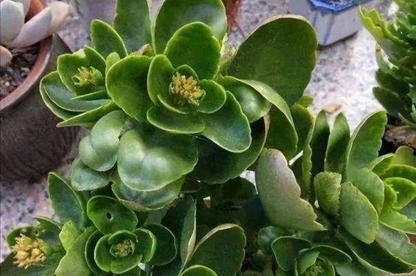 秋季花卉补肥时应注意什么？