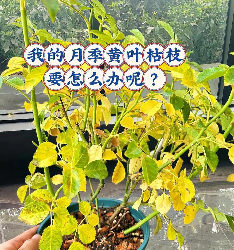 秋季花卉补肥时应注意什么？
