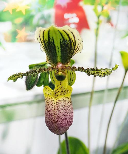 观赏植物的定义是什么？观赏植物有哪些特点？