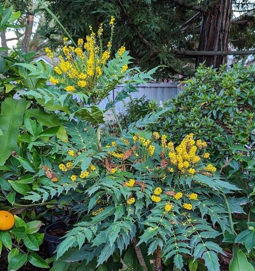 观赏植物的定义是什么？观赏植物有哪些特点？