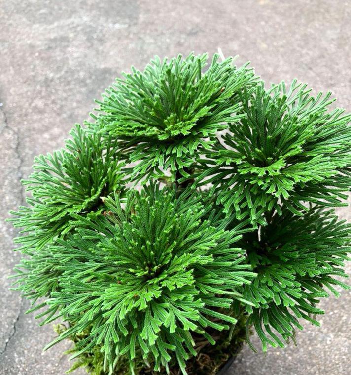 观赏植物的定义是什么？观赏植物有哪些特点？