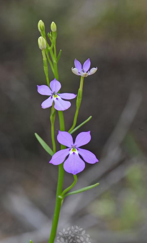 你知道一朵与某花相似的花叫什么名字吗？