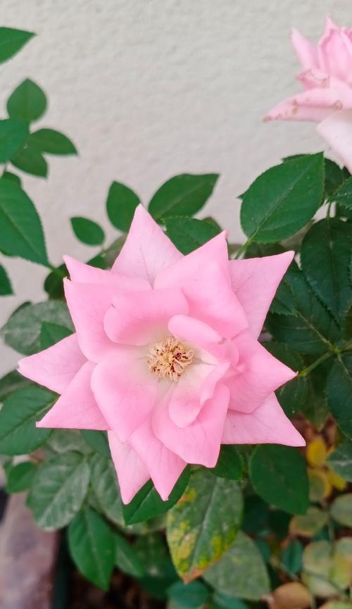 你知道一朵与某花相似的花叫什么名字吗？