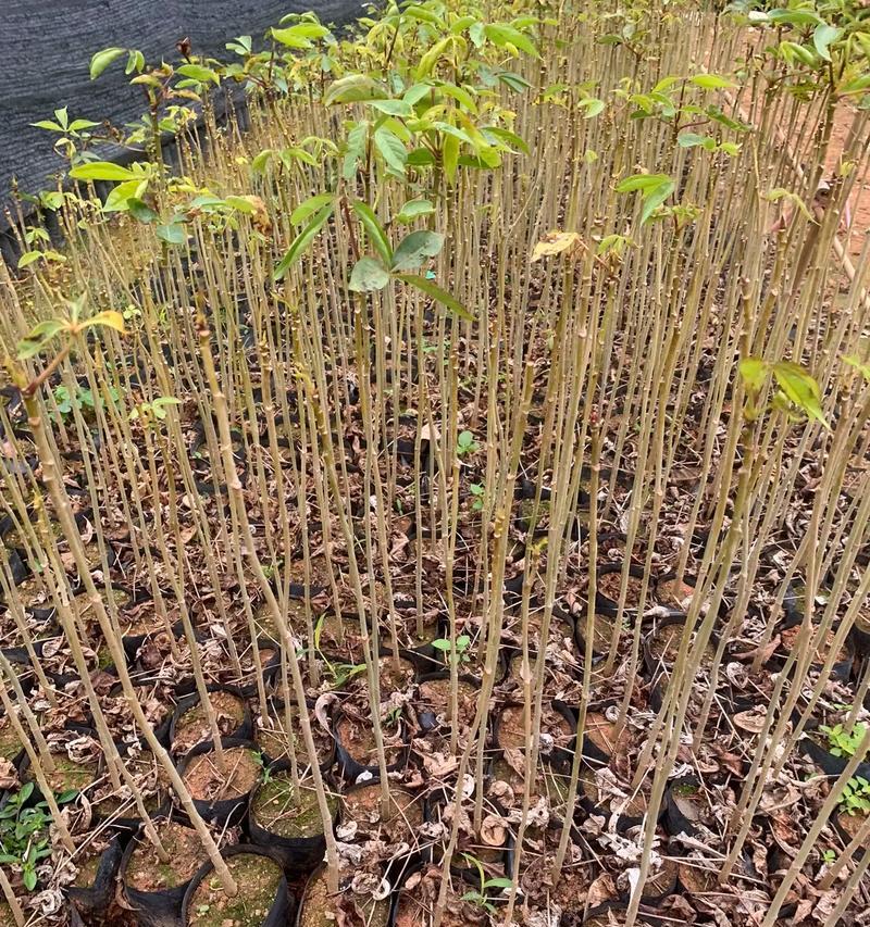 木棉科植物有哪些？它们的生长环境是什么？