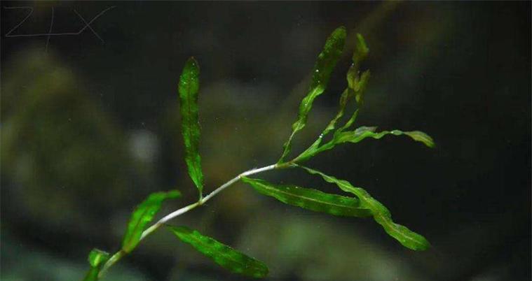 水性植物种子有何特性？