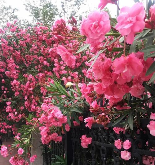 室内风水花卉选择有哪些讲究？